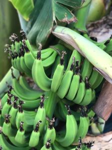 Sedir Park - Beach Bungalow