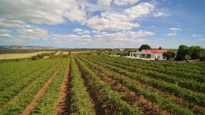 1837 Barossa Luxury Vineyard Cottages - Lyndoch