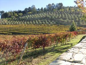 Quinta das Aveleiras