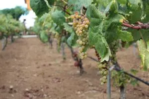 Chalet Las Viñas - Icod de los Vinos