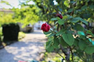 B&B / Chambres d'hotes Le Bonheur- Suite Cognac : photos des chambres