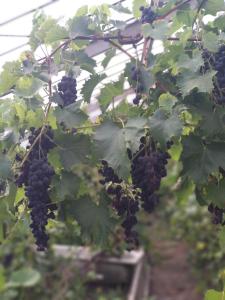 Agroturystyka Lulkowo