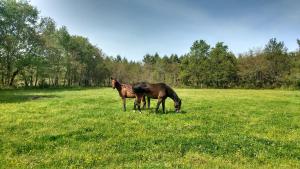 Campings earl domaine du plec : photos des chambres