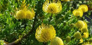 Albany Holiday Units