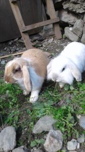 Ferienwohnung Dienerhof