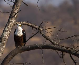 Toro Yaka Bush Lodge