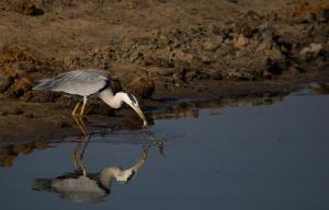 Toro Yaka Bush Lodge