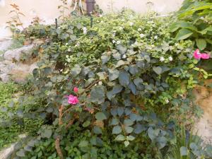 Garden&House Amore Vero