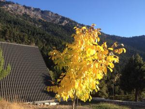 Chalet in the Forest Achaia Greece