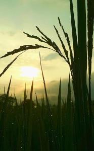 Pua Good View Home Stay