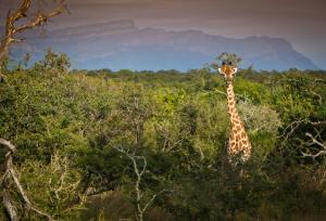 Vuyani Safari Lodge