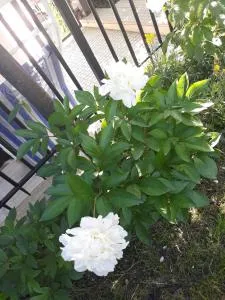 El Giardino delle Rose..... - Serre di Rapolano