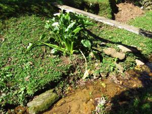 Chalé Caminho Das Cachoeiras