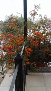 WAYRA TAKI (Canción del Viento)