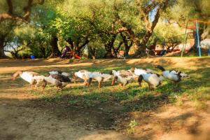 Alykes Park Bungalows & Apt Zakynthos Greece