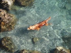 Casa Elisabetta Rapallo
