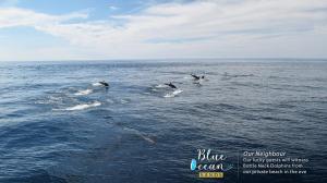 Blue Ocean Sands - On the Beach