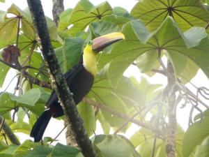 The Sunset Tucano Lodge