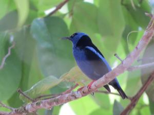 Poponjoche Lodge Caño Negro
