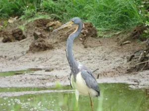Poponjoche Lodge Caño Negro - 圣卡洛斯
