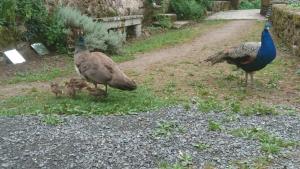 le moulin de froment photo 6