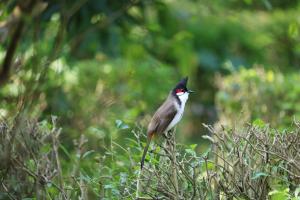 Bardia Kingfisher Resort