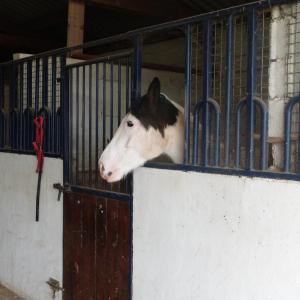 Maisons de vacances Gite et Relais Equestre de Marie : photos des chambres