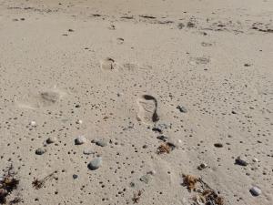 Maisons de vacances les roches du Cabellou 150M de la mer : photos des chambres