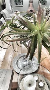 Surfed Out Plettenberg Bay