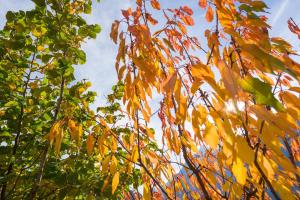 Suite Chalet Firnrot Grächen Sveits