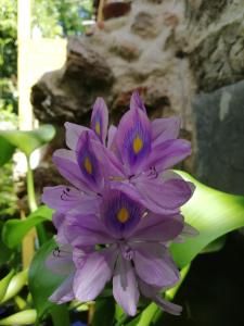 Mayan Bungalow Near Chichén