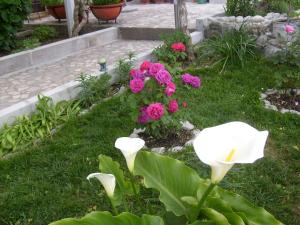 Apartments Bovan