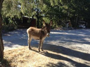 Campings Roulottes et Cabanes de Saint Cerice : photos des chambres