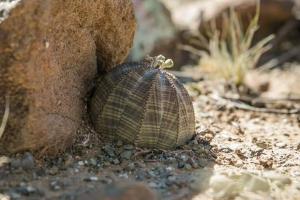 Karri Grove Cottages