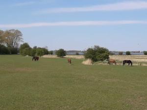 Apartments Zicker 3b