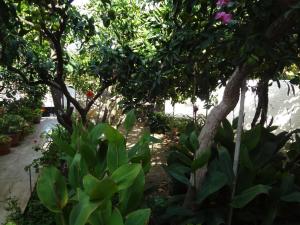 Cozy Citrus Garden House by the Seaside. Andros Greece