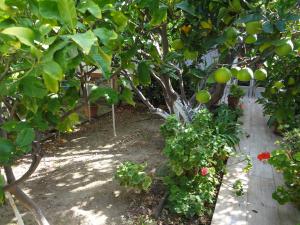 Cozy Citrus Garden House by the Seaside. Andros Greece