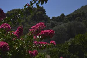 Home "Orange" Argolida Greece