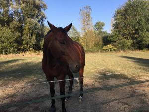 B&B / Chambres d'hotes Le Moulin de Saint-Julien : photos des chambres