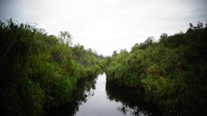 houseboat kelotok bee