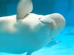 鴨川シーワールドホテル (Kamogawa Sea World Hotel)