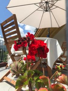 Genzianella Mansarda Molveno-Andalo