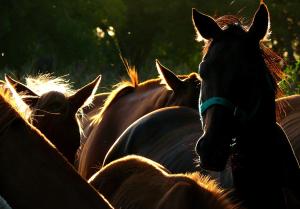 Estancia Laguna Vitel