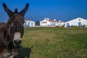 Maisons de vacances Gites De La Grande Borderie : photos des chambres