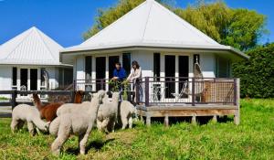 Silverstream Alpaca Farmstay & Tour