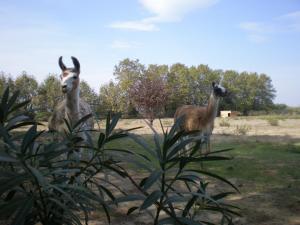 Campings Camping Le Sainte Marie : photos des chambres