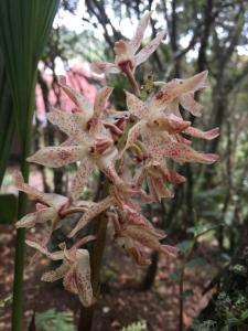 Hospedaje Solentiname