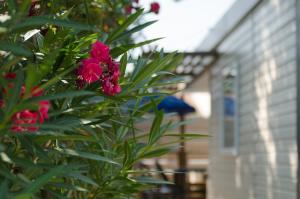 Campings Camping La Plage Argeles : photos des chambres