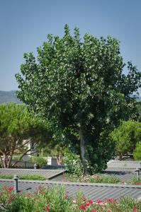 Campings Camping La Plage Argeles : photos des chambres