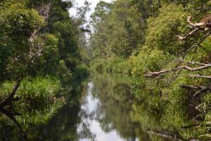 Kelotok Orangutan Tanjung Puting